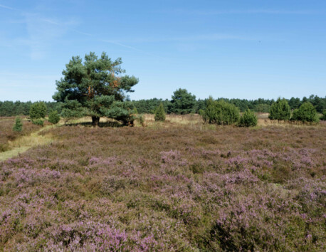 Campingplatz Aller-Leine-Tal Natur Ruhe Wandern