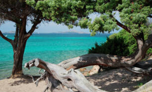 Strand met bomen en boomstronk Middellandse Zee Sardinië Camping Centro Vacanze Isuledda