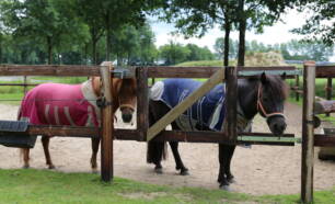 Paarden in wei op Camping de Meibeek