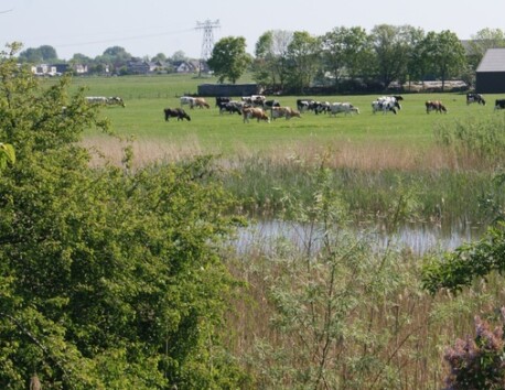Koeien lopen in weiland Camping de Noorde