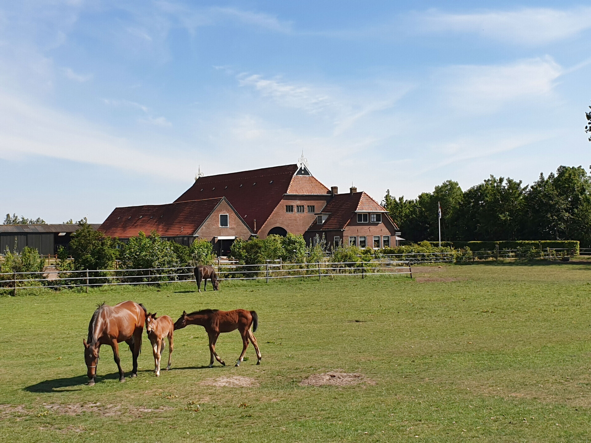 bomen en groene omgeving, drie paarden