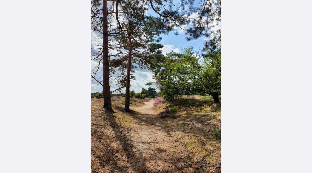 Zanderig wandelpad over heide met paarse struiken in natuurgebied Drouwenerzand