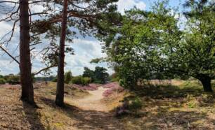 Sandy footpath across heather with purple bushes in Drouwenerzand nature reserve