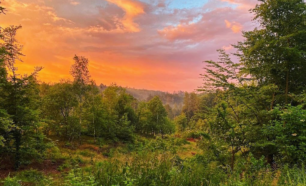 Ongerept bosgebied zonsondergang Denemarken natuur